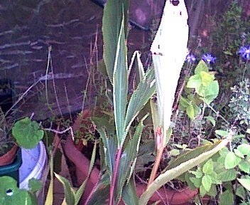 Cautleya Species, Chinese Butterfly Ginger, Hardy Shade Ginger