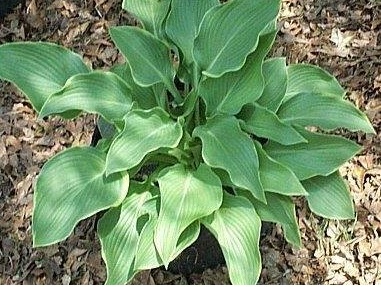 Hosta Abba Dabba Do