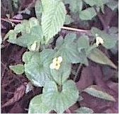 Viola Species, Downy Yellow Violet, Smooth Yellow Violet