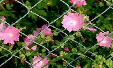 Malva Species, Hollyhock Mallow