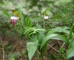 Species Orchid, Cypripedium, Ram's Head Lady Slipper Orchid