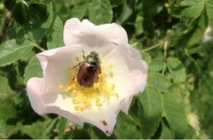 Species, Wild Rose, Briar Rose, Dog Rose, White-flowered Rose, Dog Briar, Hondsroos, Redoute Rose