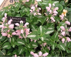 Lamium, Spotted Dead Nettle 'Shell Pink'