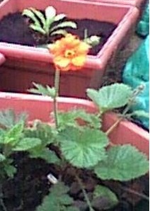 Geum, Avens Prinses Juliana