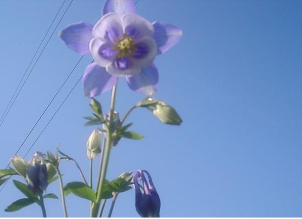Aquilegia, Hybrid Columbine, Songbird Columbine Bunting