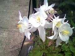 Aquilegia, Hybrid Columbine, Songbird Columbine 'Dove'