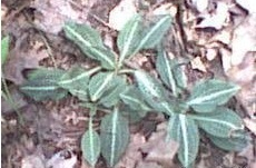 Species, Natural Hybrid Orchid, Goodyera, Northern Lesser Rattlesnake Plantain, Creeping Goodyera