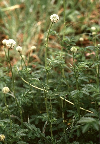 New Zealand Bur, Buzzy, Bidgee-Widgee
