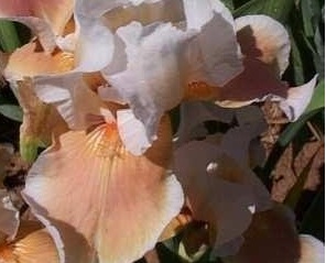 Border Bearded Iris Sonjas Selah
