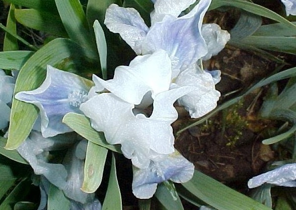 Miniature Dwarf Bearded Iris Alpine Lake