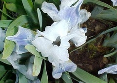 Miniature Dwarf Bearded Iris 'Alpine Lake'