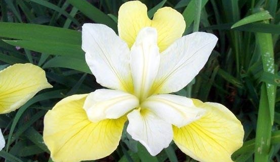 Siberian Iris Butter and Sugar
