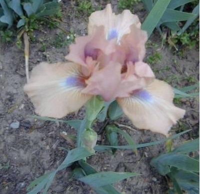 Standard Dwarf Bearded Iris Chanted