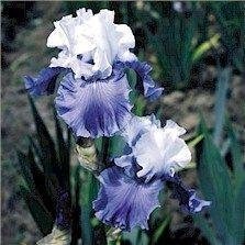 Tall Bearded Iris Alaskan Seas