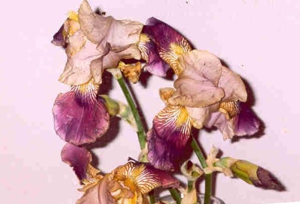 Tall Bearded Iris Alcazar