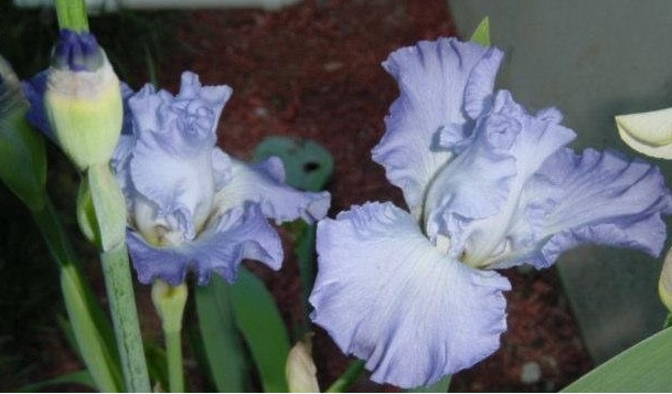 Tall Bearded Iris Altruist