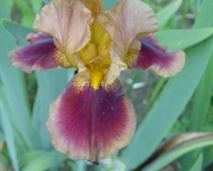 Tall Bearded Iris Apollodorus