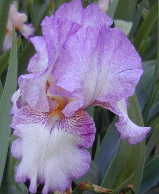 Tall Bearded Iris Autumn Tryst