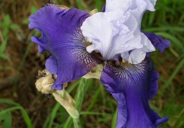 Tall Bearded Iris Best Bet
