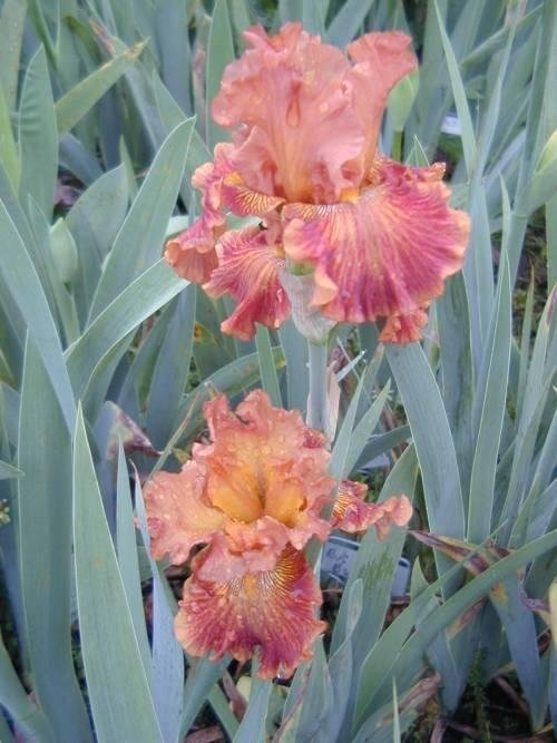 Tall Bearded Iris Classic Suede
