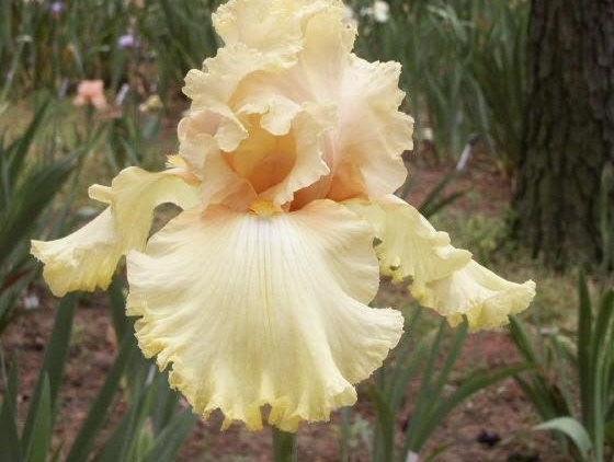 Tall Bearded Iris Dawning