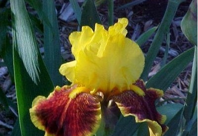 Tall Bearded Iris Fanfaron
