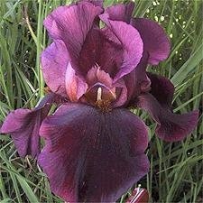 Tall Bearded Iris Hells Fire