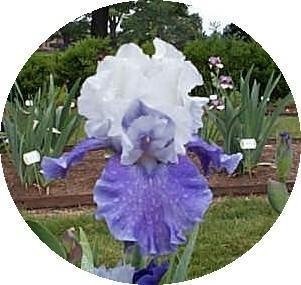 Tall Bearded Iris Mariposa Skies
