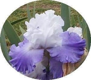 Tall Bearded Iris October Sky