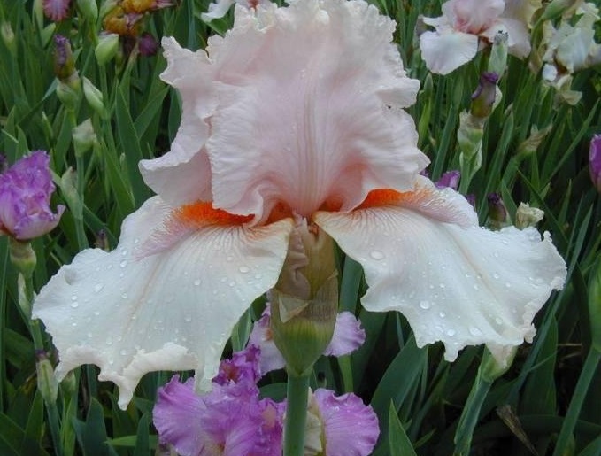 Tall Bearded Iris Pagan Pink