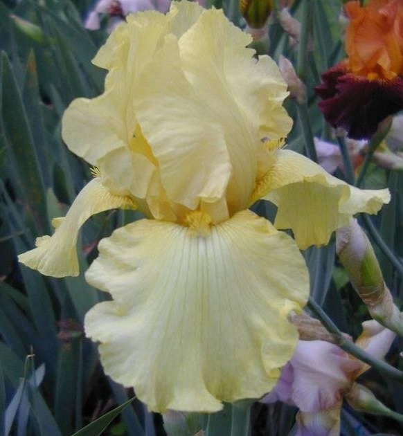 Tall Bearded Iris Pride of Ireland