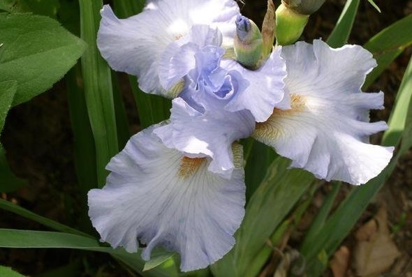Tall Bearded Iris Princesse Caroline De Monaco