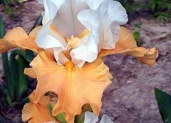 Tall Bearded Iris Pumpkin Cheesecake