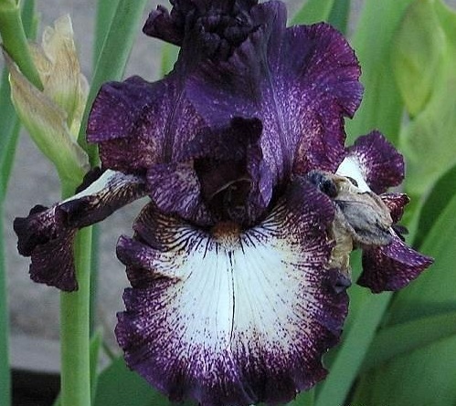 Tall Bearded Iris Select Circle