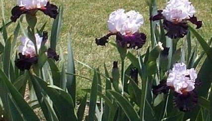 Tall Bearded Iris Starring