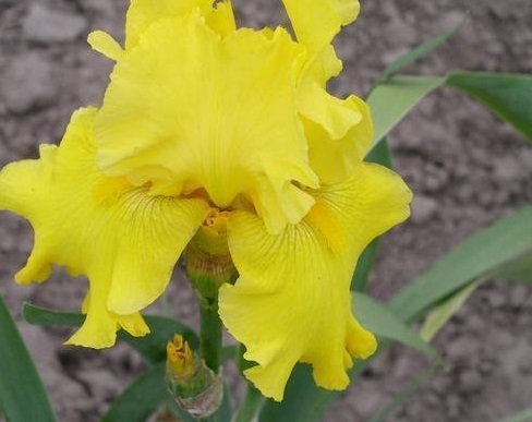 Tall Bearded Iris Strike it Rich