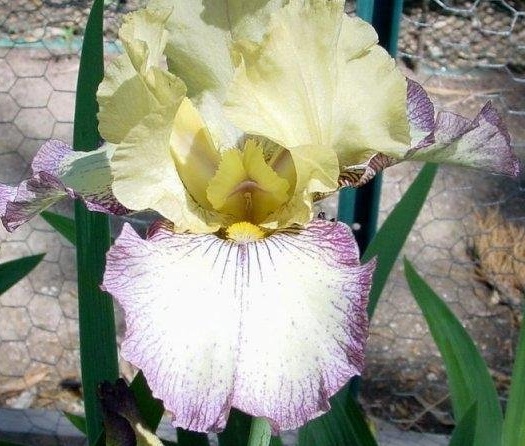 Tall Bearded Iris Tennessee Gentleman