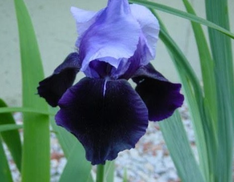 Tall Bearded Iris Twist of Fate