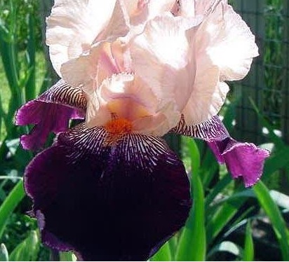 Tall Bearded Iris Wench