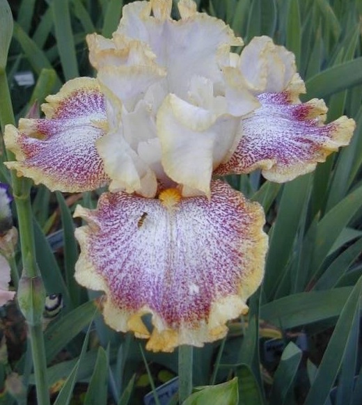 Tall Bearded Iris Whispering Spirits