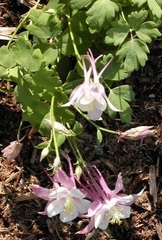 Aquilegia, Hybrid Columbine, Songbird Columbine 'Robin'