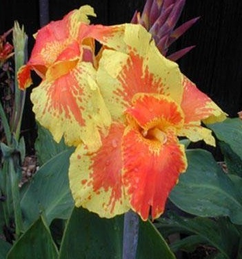 Canna, Canna Lily Cattleya