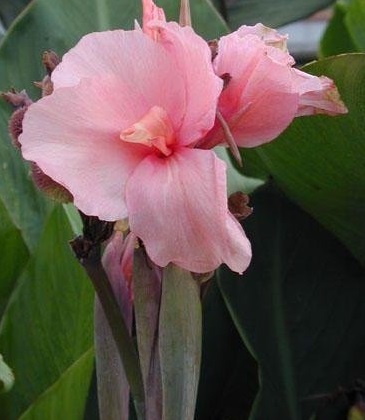 Canna, Canna Lily Chinese Coral
