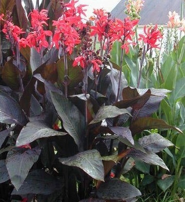 Canna, Canna Lily Futurity Red