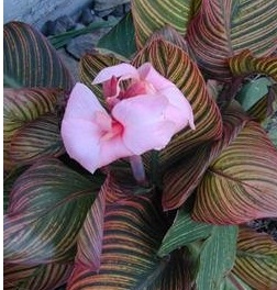Canna Lily Pink Sunburst