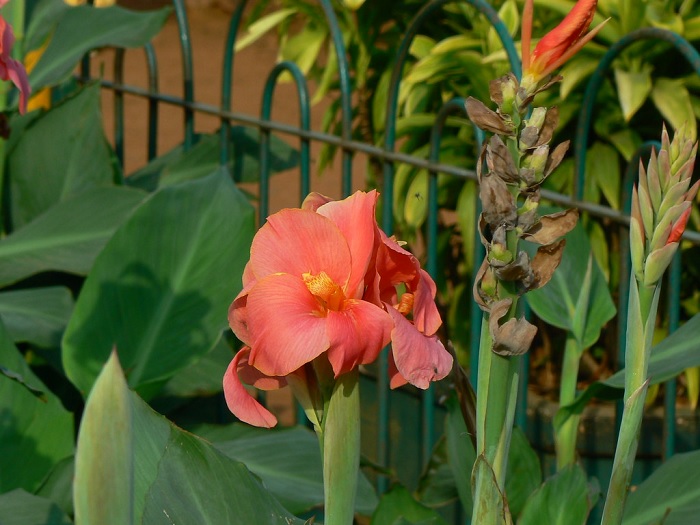 Canna Lily Pride of India