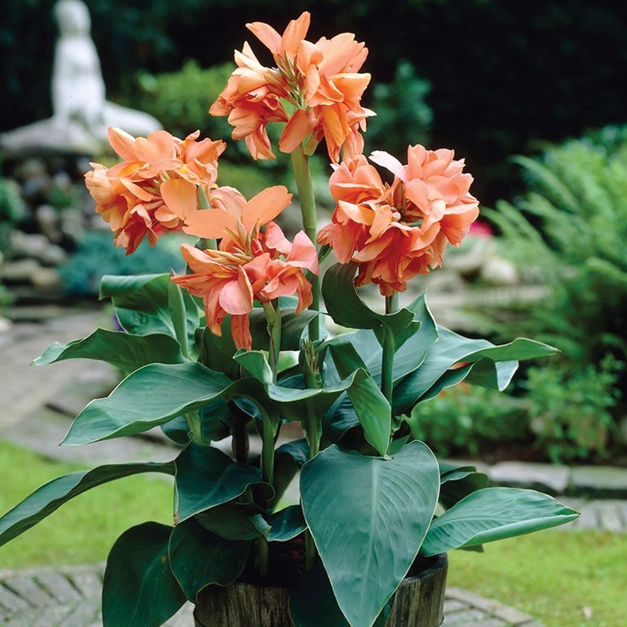 Canna Lily Tropical Sunrise