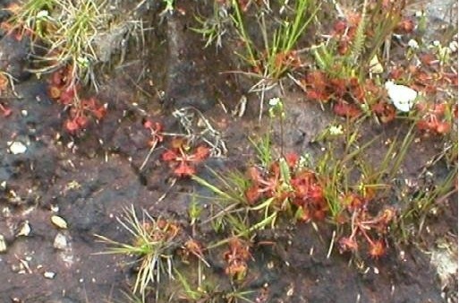 Drosera Species, Common Sundew, Roundleaf Sundew, Sundew