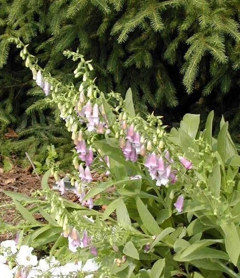 Digitalis Hybrid, Fingerhut Foxglove, Mullein Foxglove Spanish Peaks