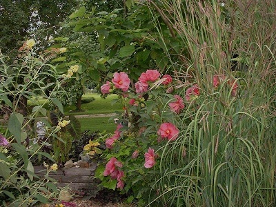 Hardy Hibiscus, Rose Mallow, Swamp Mallow Fantasia